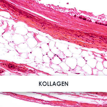 Wirkstoff Kollagen