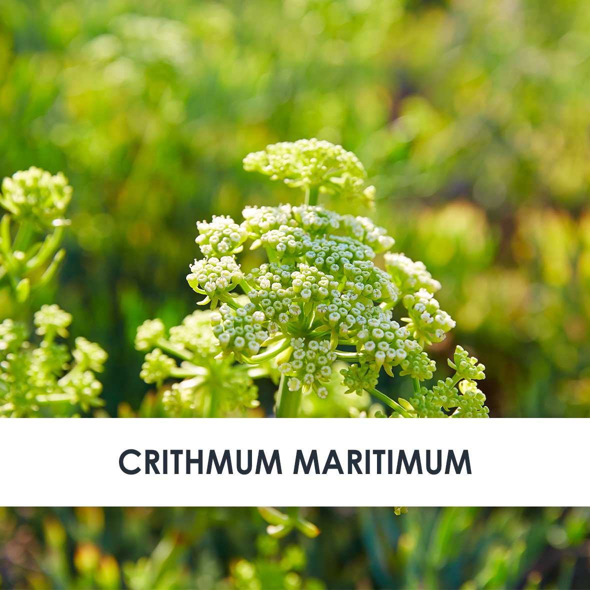 Wirkstoff Crithmum Maritimum