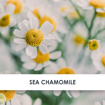Sea Chamomile Skincare Benefits
