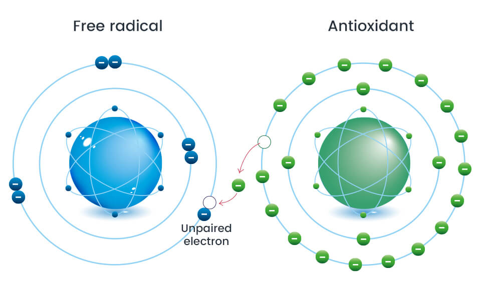 How antioxidants fight free radicals in your skin