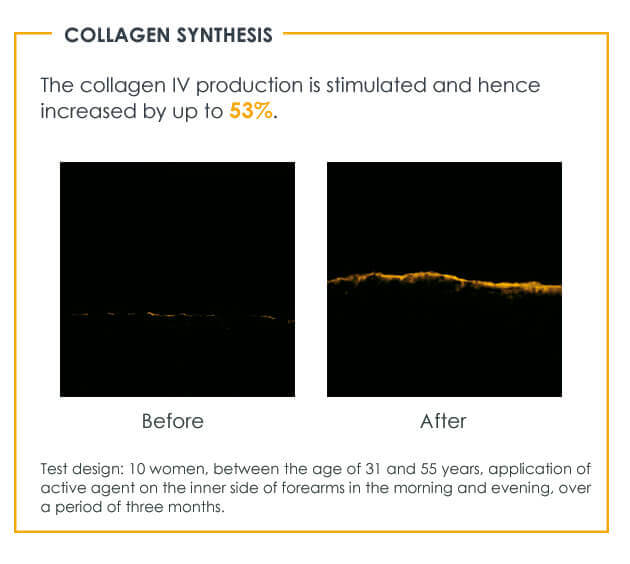 Scientifically proven increase of collagen IV production Study confirms that REGENERANT skincare products increase collagen production