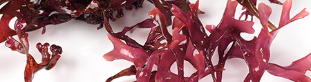 Rot algae uses for skin