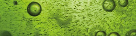 Types of algae - overview