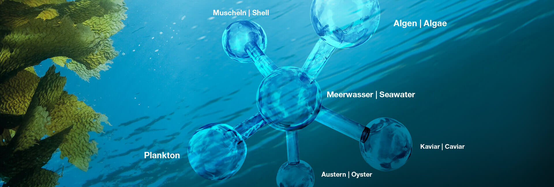 Celumer Meeresextrakt Anti-Aging Komplex aus 6 maritimen Wirkstoffen zur Versorgung und zum Schutz der Haut