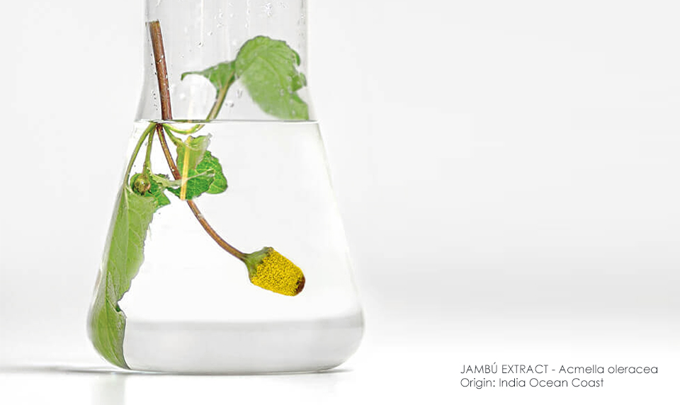 Jambú Extract - active ingredient for wrinkle smoothing