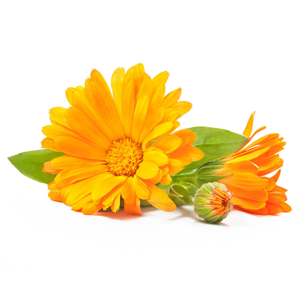 calendulaextrakt