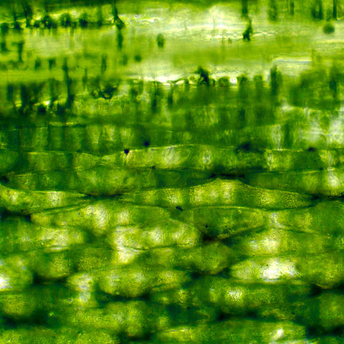 Wirkstoff cellulose cellulose