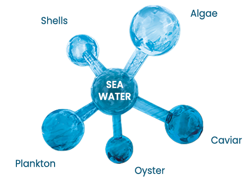 Celumer Marine Extract - Powerful Ingredients from the Sea