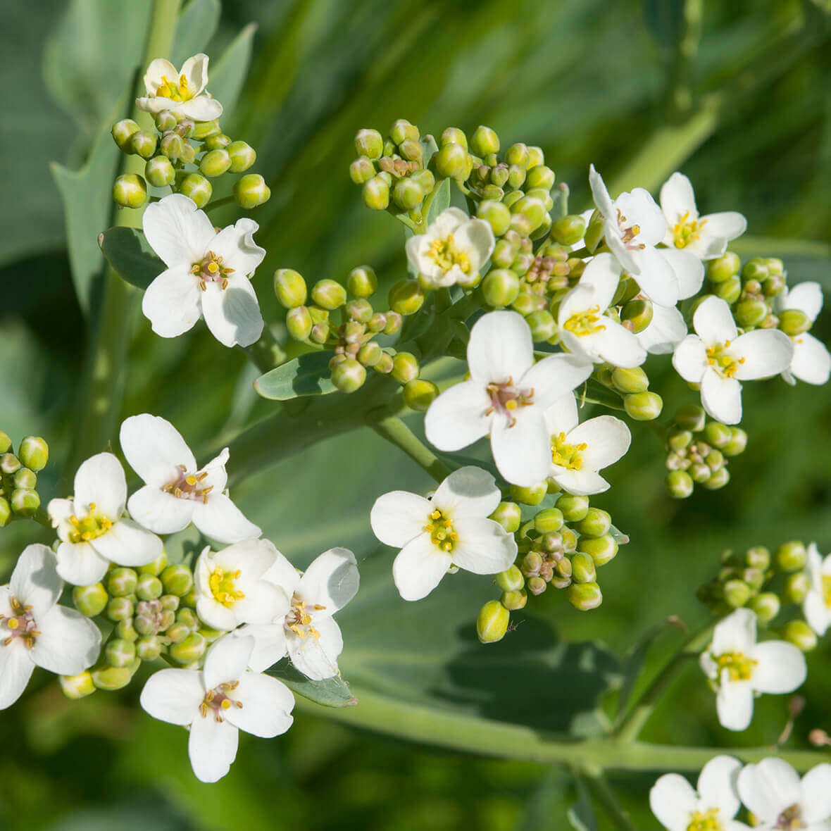 Wirkstoff crambe maritima crambe maritima