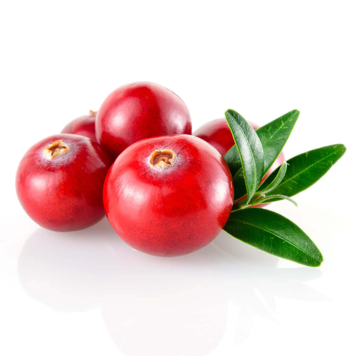 Wirkstoff cranberryextrakt cranberryextrakt