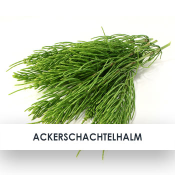 Ackerschachtelhalm Übersicht