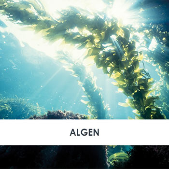 Algen Übersicht