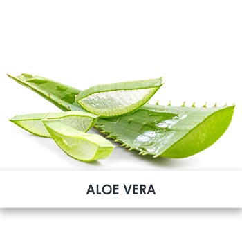 Aloe vera übersicht