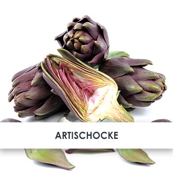 Artischocke Übersicht