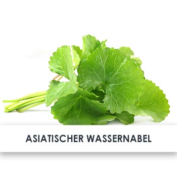 asiatischer wassernabel übersicht