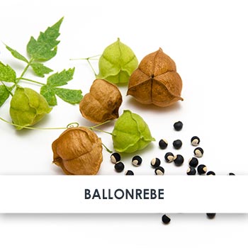 ballonrebe übersicht
