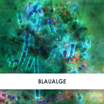 blaualge übersicht