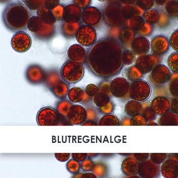 Wirkstoff Blutregenalge