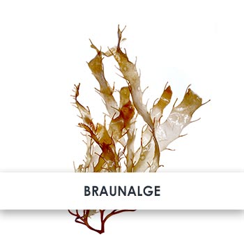 braunalge übersicht