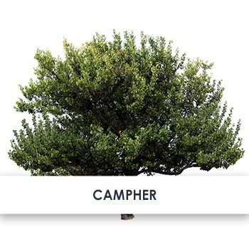 campher übersicht