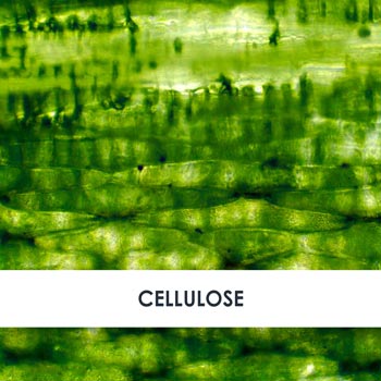 Active Ingredient Cellulose