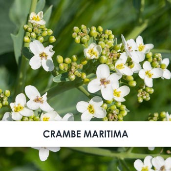 crambe maritima übersicht