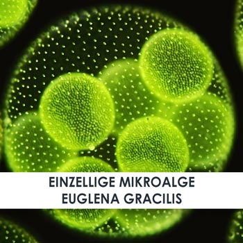 Wirkstoff Euglena Gracilis