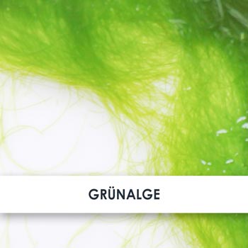 Grünalge übersicht