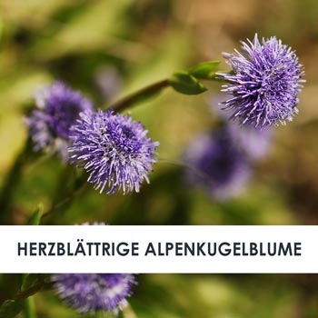herzblättrige alpenkugelblume übersicht