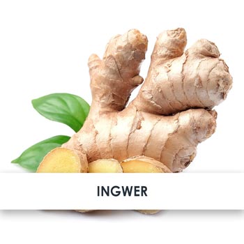 Wirkstoff Ingwer