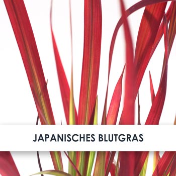 japanisches blutgras übersicht