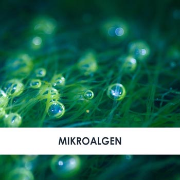 Wirkstoff Mikroalgen