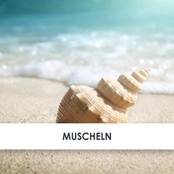 muscheln übersicht