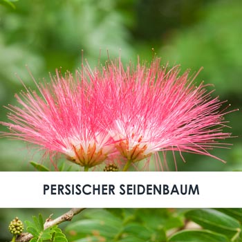persischer seidenbaum übersicht