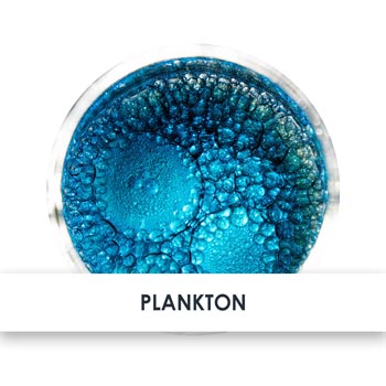 plankton übersicht