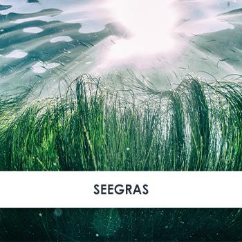 Wirkstoff Seegras