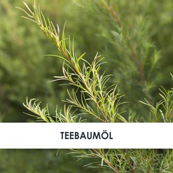 teebaumöl übersicht