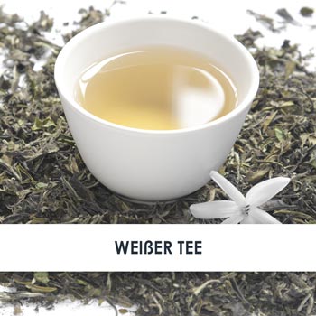 weißer tee übersicht