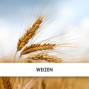 Wirkstoff Weizenextrakt
