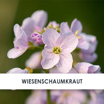 Wirkstoff Wiesenschaumkrautöl