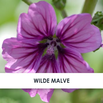 wilde malve übersicht