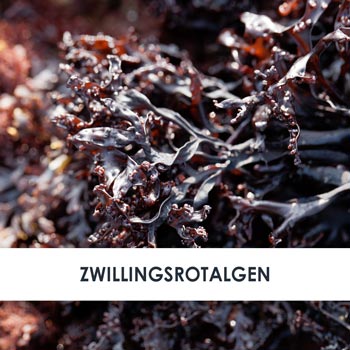 Wirkstoff Zwillingsrotalge