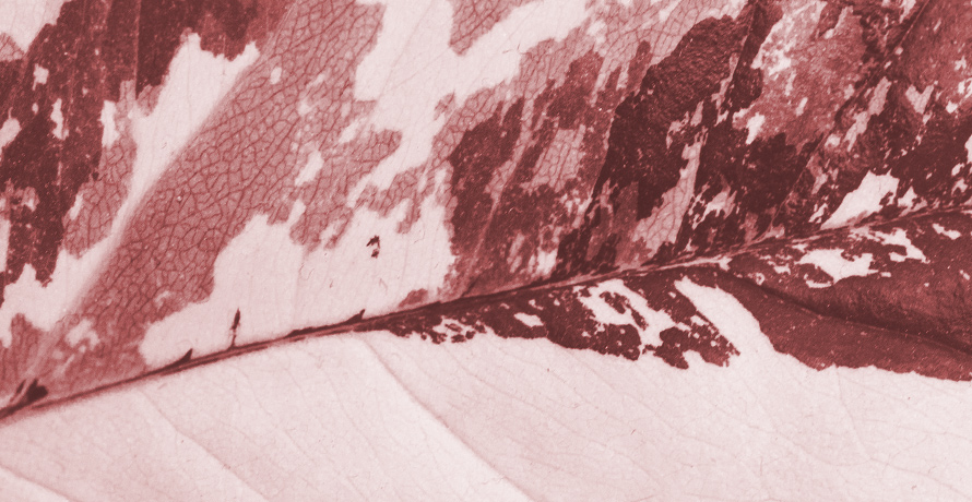 Melasma – Iperpigmentazione ormonale Iperpigmentazione e melasma durante la gravidanza