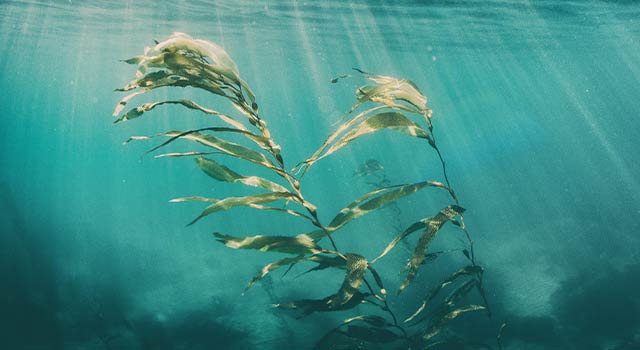 Natural Raw Materials from the Sea "Natural Raw Materials" DALTON uses raw materials from sustainable sources