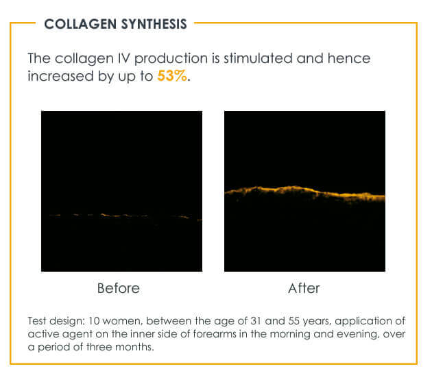 Study confirms that REGENERANT skincare products increase collagen production