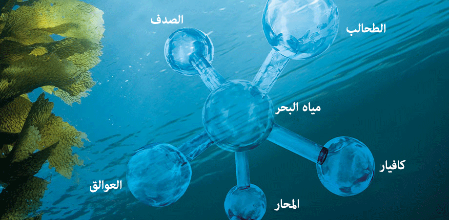 خلاصة Celumer البحرية خلاصة Celumer البحرية