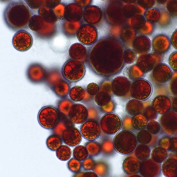 Blood rain algae – benefits for skin