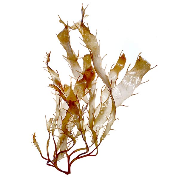 Brown algae benefits for skin