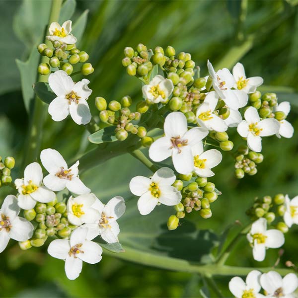 crambe maritima