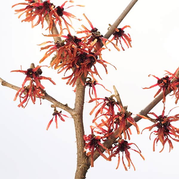 Witch hazel benefits – wound healing, soothing, astringent